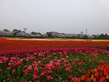Ȃ΂Ȃ̗i`[bvj